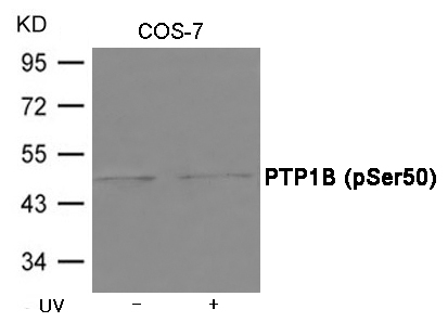 PTP1B (Phospho-Ser50)