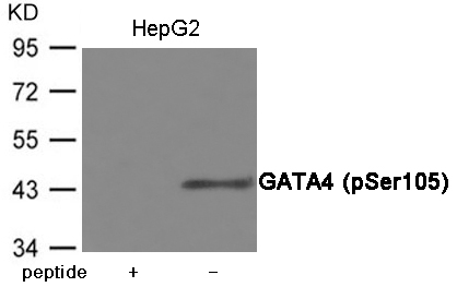 GATA4 (Phospho-Ser105)