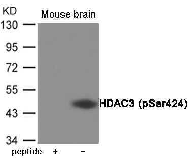 HDAC3 (Phospho-Ser424)