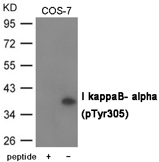 I kappaB- alpha (Phospho-Tyr305)