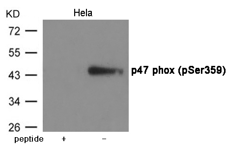 p47 phox (Phospho-Ser359)