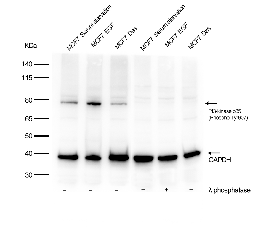 PI3-kinase p85- alpha (Phospho-Tyr607)