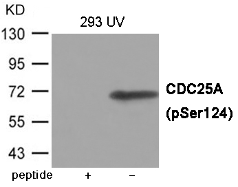 CDC25A (Phospho-Ser124)
