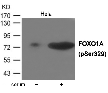 FOXO1A (Phospho-Ser329)