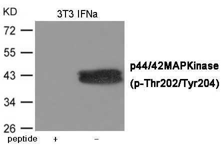 ERK1/2 (Phospho-Thr202/Tyr204)