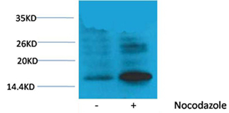 Histone H3(Phospho-Thr118) Rabbit