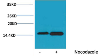 Histone H4(Phospho-Ser47) Rabbit