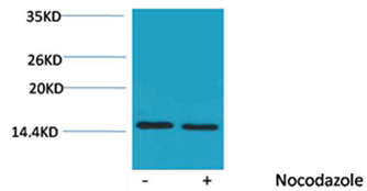 Histone H4(Phospho-Thr80) Rabbit