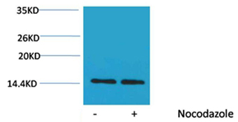 Histone H2A(Phospho-Ser129) Rabbit