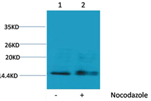 Histone H1(Phospho-Ser1) Rabbit