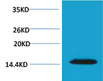 Histone H2A.X(Phospho-Thr120) Rabbit
