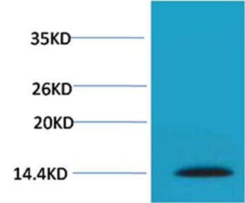 Histone H2A.X(Phospho-Ser139) Rabbit