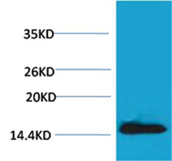 Histone H2A.X(Phospho-Tyr142) Rabbit