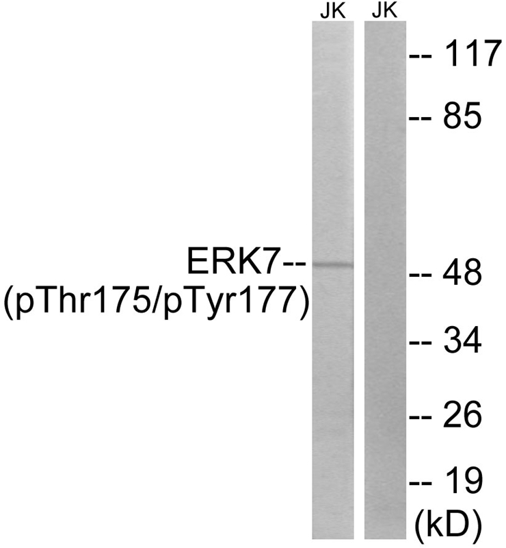 ERK8 (Phospho-Thr175/Tyr177)