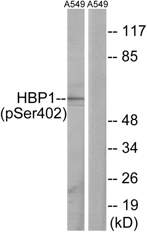 HBP1 (Phospho-Ser402)