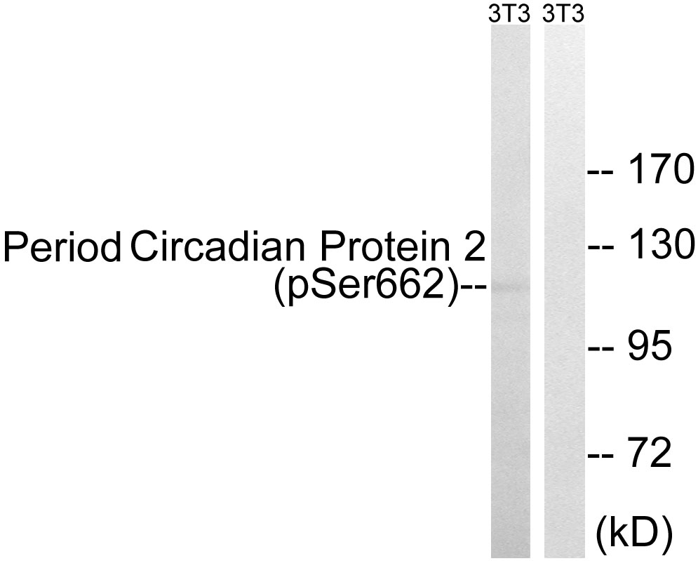 Period Circadian Protein 2 (Phospho-Ser662)