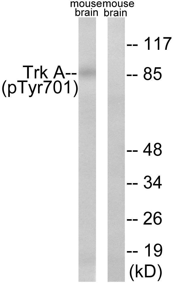 Trk A (Phospho-Tyr701)