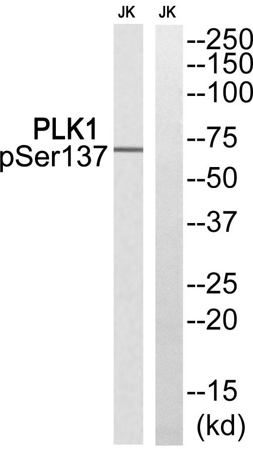 PLK1 (Phospho-Ser137)