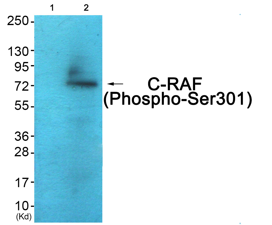 Rabbit Polyclonal Antibody to C-RAF (Phospho-Ser301)