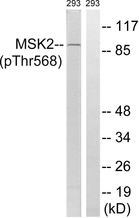 MSK2 (Phospho-Thr568)