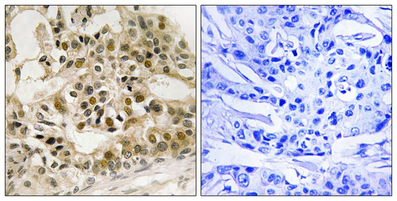 Myb (Phospho-Ser532)