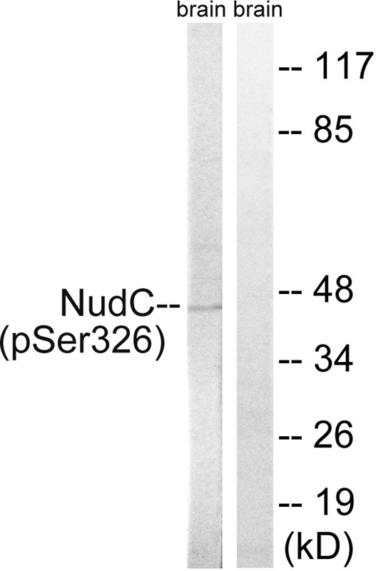 NudC (Phospho-Ser326)