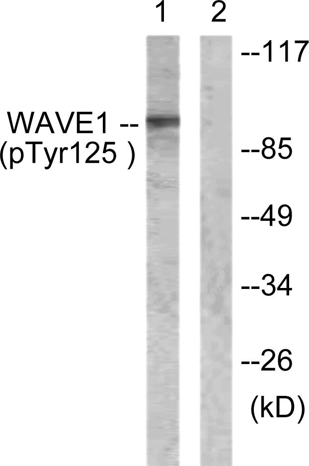 WAVE1 (Phospho-Tyr125)