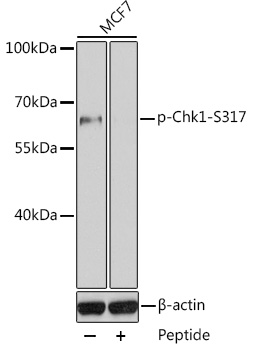 CHEK1(Phospho-Ser317)