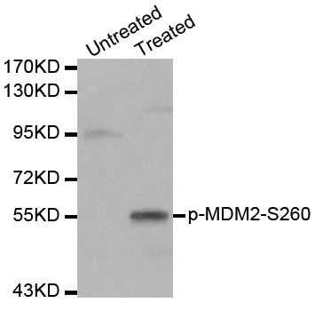 MDM2(Phospho-Ser260)