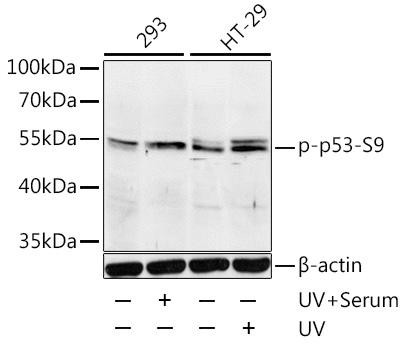 TP53(Phospho-Ser9)