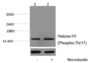Histone H1 (Phospho-Thr17)