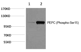 PEPC (Phospho-Ser15)