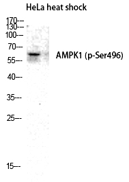 AMPKα1 (Phospho-Ser496)