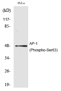 AP-1 (Phospho-Ser63)