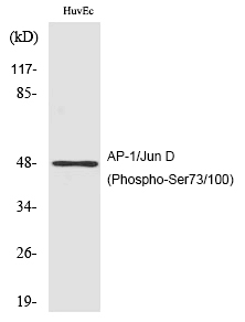 AP-1/Jun D (Phospho-Ser73/100)