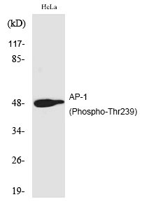 AP-1 (Phospho-Thr239)