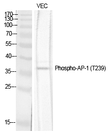 Rabbit Polyclonal Antibody to AP-1 (Phospho-Thr239)