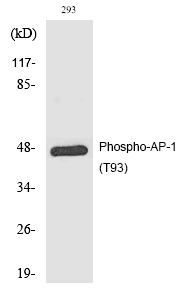 AP-1 (Phospho-Thr93)