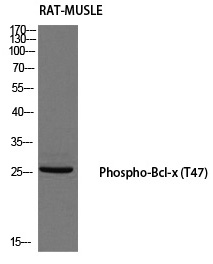Bcl-x (Phospho-Thr47)