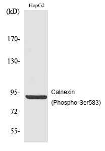 Calnexin (Phospho-Ser583)