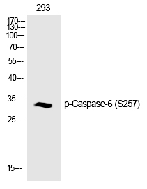 Caspase-6 (Phospho-Ser257)