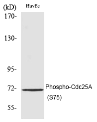 Cdc25A (Phospho-Ser75)
