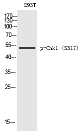 Chk1 (Phospho-Ser317)