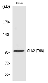 Chk2 (Phospho-Thr68)