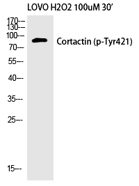 Cortactin (Phospho-Tyr421)