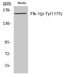 Flk-1 (Phospho-Tyr1175)