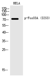 FoxO3A (Phospho-Ser253)