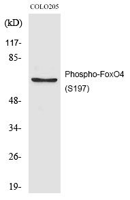 FoxO4 (Phospho-Ser197)