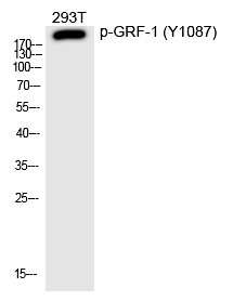 GRF-1 (Phospho-Tyr1087)