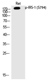 IRS-1 (Phospho-Ser794)